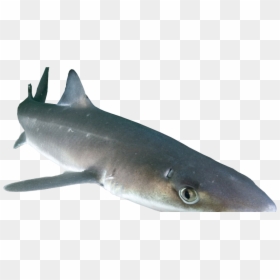 Transparent Shark Png Transparent - Spiny Dogfish Png, Png Download - shark png transparent