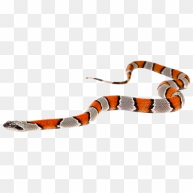 Snake - Transparent Background Snake Png, Png Download - snake png transparent