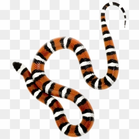 Snake - Snake Png, Transparent Png - snake png transparent