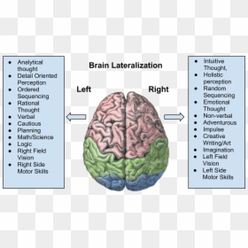 Men And Women Think Different, That"s For Sure - Left Hemisphere Function Psychology, HD Png Download - thinking brain png