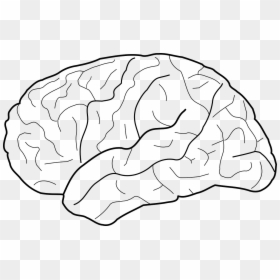 Outline Of The Brain Lobes, HD Png Download - thinking brain png