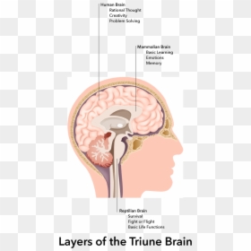 Our Unconscious Cognitive And Emotional Thinking Happens - What's A Craniotomy, HD Png Download - thinking brain png