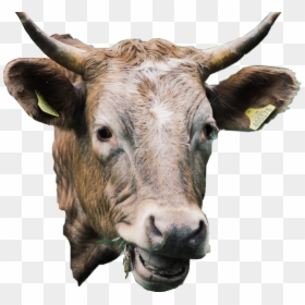 #cow #animal #cute #cattle #livestock #freetoedit - Bull, HD Png Download - cute cow png