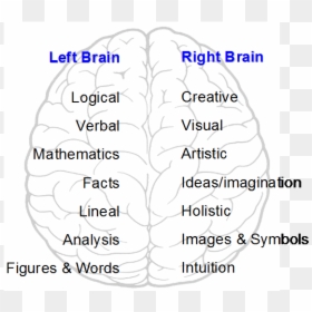 Left And Right Brain - Left And Right Brain Hemispheres, HD Png Download - thinking brain png