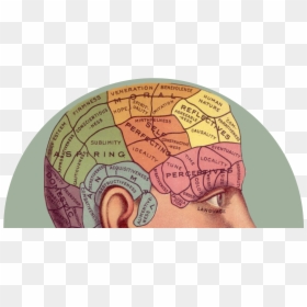 Brain - Self Esteem In Brain, HD Png Download - thinking brain png