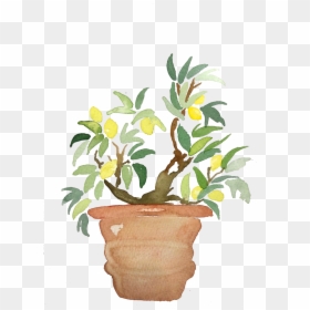 Lemon Tree - Flowerpot, HD Png Download - lemon tree png