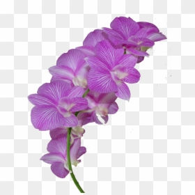 Transparent Flower Crown Png - Orchid Flower Crown Transparent, Png Download - floral crown png