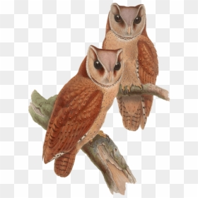 Owls Sitting On A Branch - Vintage Owl Png, Transparent Png - png owl