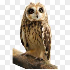 Owl Transparent Images - Sova Mlada, HD Png Download - png owl