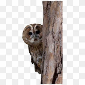 Transparent Owl Flying Png - Western Screech Owl, Png Download - png owl