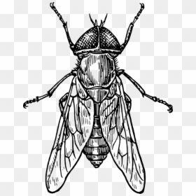 Transparent Fly Black And White Clipart - Insect Black And White, HD Png Download - mosca png