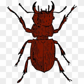 Vw At Getdrawings Com - Stag Beetle Clipart, HD Png Download - mosca png