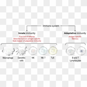 Immune System - Concept Map Adaptive Immunity, HD Png Download - immune system png