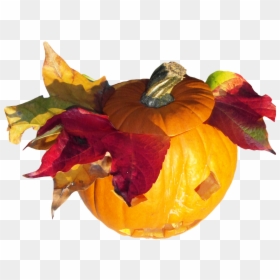 Pumpkin, Gourd, Harvest, Thanksgiving, Orange, Autumn - Autumn Gourds Transparent Png, Png Download - gourd png