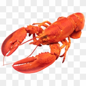 Download Lobster Animals Png Transparent Images Transparent - Red Lobster Png Transparent, Png Download - crayfish png