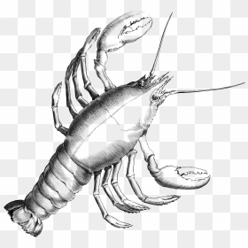 Clipart Cancer Black And White, HD Png Download - crayfish png