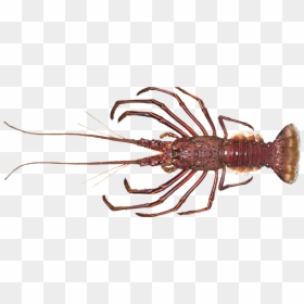 Lobster, HD Png Download - crayfish png