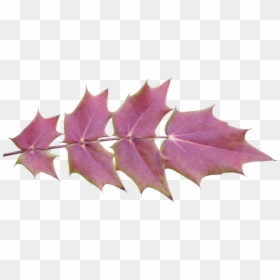 Fall Leaves Background Png , Png Download - Maple Leaf, Transparent Png - fall background png