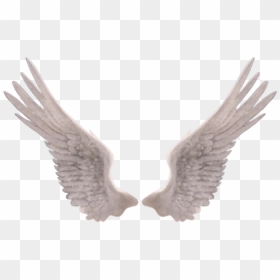 Feather - Aile D Ange Montage, HD Png Download - bird wing png