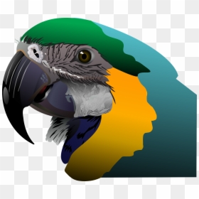 Parrot Tropical Bird Free Photo - Олівцем Карандашом Квіти Як Малювати Картини, HD Png Download - bird wing png