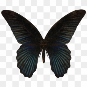 Butterfly Png Image - Butterfly Glass Wing Png, Transparent Png - butterflies png transparent
