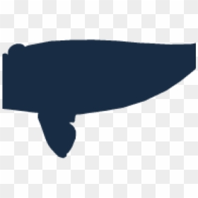 Drawn Right Whale - Whale, HD Png Download - whale silhouette png