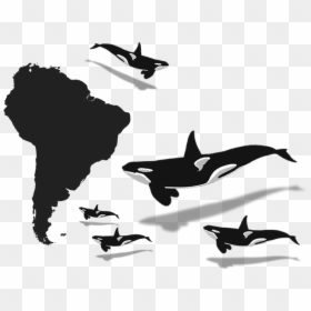 Orca Clipart Minke Whale - Curitiba In Brazil Map, HD Png Download - whale silhouette png