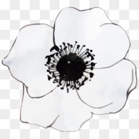 Flowering Dogwood, HD Png Download - white watercolor png