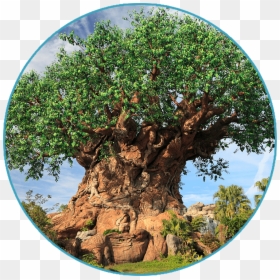 1 Day Park Plan To Disney"s Animal Kingdom Theme Park, HD Png Download - animal kingdom png