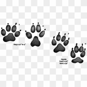 Transparent Dog Paw Prints Png - Coyote Paw Compared To Dog Paw, Png Download - paw print border png