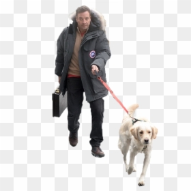 Jimmy Fallon Walking His Dog - Labrador Retriever, HD Png Download - jimmy fallon png
