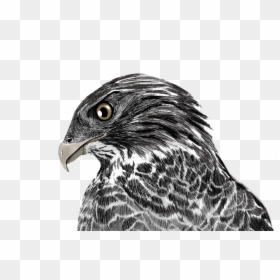 Hawk Illustration Mydrawing Animal Bird Freetoedit - Harrier, HD Png Download - falco melee png