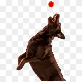 Dog , Png Download - Dog Jumping Png, Transparent Png - jumping dog png