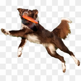 Dog Catches Something, HD Png Download - jumping dog png