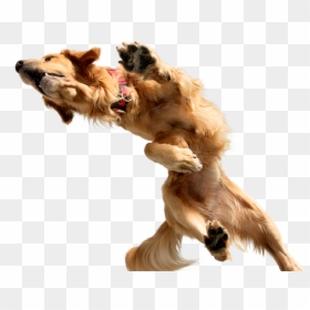 Dose, HD Png Download - jumping dog png