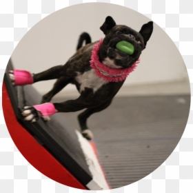 Dog Flyball, HD Png Download - jumping dog png