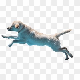 Labrador Retrievers - Dog Catches Something, HD Png Download - jumping dog png