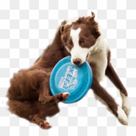 Dog Catching Frisbee Transparent Background, HD Png Download - jumping dog png