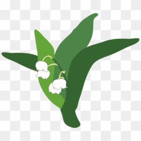 Lily Of The Valley, Plant, Flower, Perennial, Little - Lirio Do Vale Png, Transparent Png - perennial png