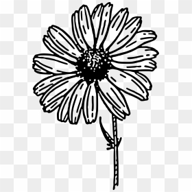 Daisy Black And White, HD Png Download - spring flowers png