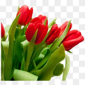 Red Tulips White Background, HD Png Download - spring flowers png