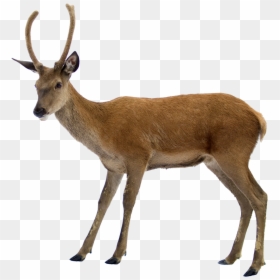 Does A Deer Look Like, HD Png Download - horns png