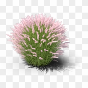 Sweet Grass, HD Png Download - ornamental grass png