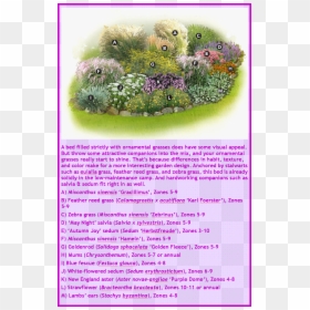 Ornamental Grasses Landscaping Ideas, HD Png Download - ornamental grass png