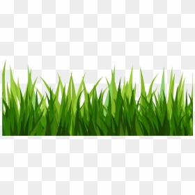 Transparent Background Grass Clipart, HD Png Download - ornamental grass png