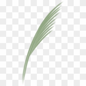 Pond Pine, HD Png Download - ornamental grass png