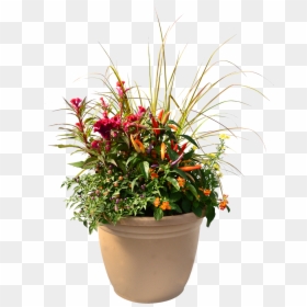 Flowerpot, HD Png Download - ornamental grass png