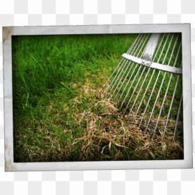 Dethatcher, HD Png Download - ornamental grass png