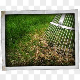 Dethatcher, HD Png Download - ornamental grass png