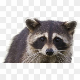 Raccoon, HD Png Download - raccoon png